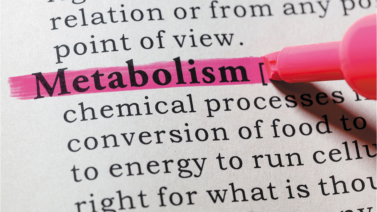 metabolizma nedir