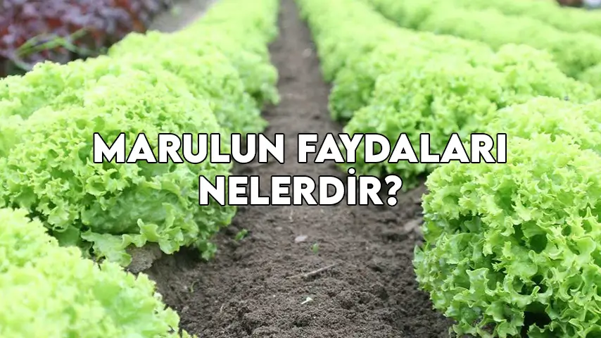 marulun faydaları nelerdir